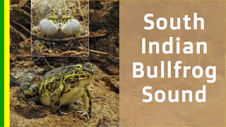 South Indian Bullfrog sound / Jerdon's Bullfrog call and sound - frog sound