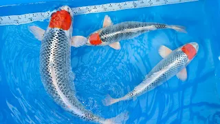 Hand Selected High Quality Koi  |  Imported Directly From Japanese Breeders