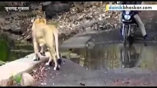 Lion Crosses Path of Forest Workers in Gir Forest, India