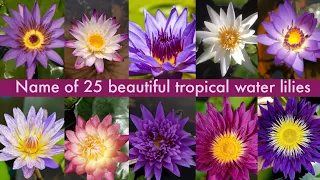 Name of 25 tropical water lilies/ type of water lily/water lily different names/ kinds of water lily