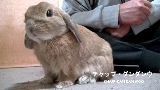 鳴きすぎるウサギ2　(おねだりダンダンウー!!)　 The cry of a rabbit (dan-dan-woo!!)