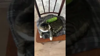 the cat is not afraid of cucumber