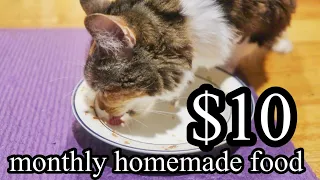 How to make Homemade Cat Healthy FOOD Monthly under $10