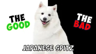 JAPANESE SPITZ - PROS & CONS