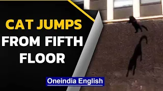 Cat escapes burning building, jumps from 5th floor, lands smoothly & goes viral | Oneindia News