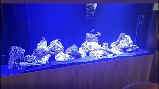 Reef aquarium upgrade!!!