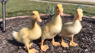 Duck video
