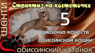 5 ужасных качеств абиссинской кошки. Шанти играет с когтеточкой.