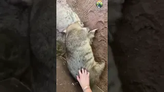 Fluffy wombat