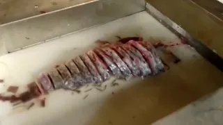 Fish cutter fish cutting machine