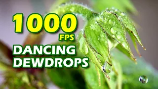 Dancing Dewdrops: Captivating Slow Motion Flower Moments