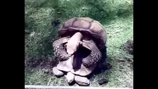 Turtles Mating Sound