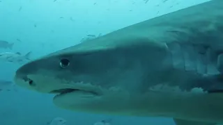 Beqa Lagoon Tiger shark dive, May 2024