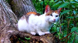 Трехцветная Кошка. Красивая Трехцветная Кошка. Calico cat. Кошка на Дереве. Футажи для видеомонтажа