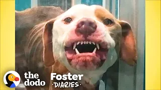 Terrified Pittie Transforms Into The Biggest Cuddlebug | The Dodo Foster Diaries