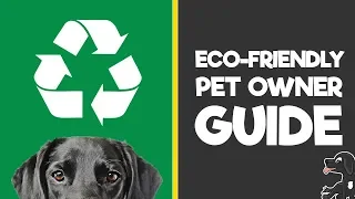 How to Be An Eco-Friendly Pet Owner (Environmentally Friendly Dog Tips)