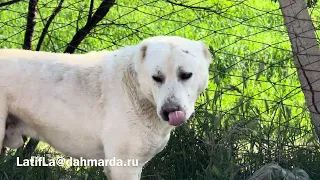 Гиссарские овцы и аборигенные САО Таджикистана Абдурахмона, Абдулхайра, Мирзошарифа и многих других