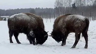 Бой клемятинских быков.