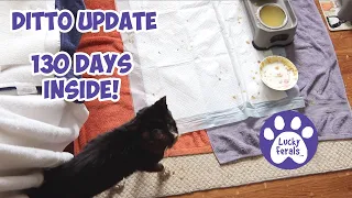 DITTO Real Time UPDATE! - 130 Days Inside! 🎉 - Lucky Ferals S5 E21