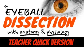 Cow Eye or Sheep Eyeball Dissection Steps: Quick Teacher Tutorial