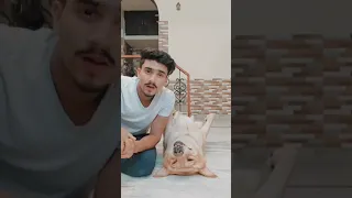 sharabi dog viral video😂🍾 #shorts