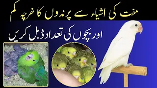 How to Cost Control Of Budgies, Lovebirds And Cockatiel Breeding with Natural Ways