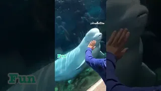 Funny Beluga Whale Pranks Human On April Fool's Day!#Shorts