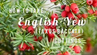 How to take English Yew ( Taxus baccata ) Cuttings | Soil Mixture and Tips | Tutorial