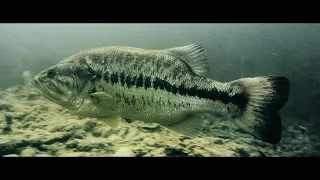 Largemouth Bass Spawn / UNDERWATER FOOTAGE