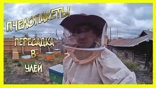 ПЧЕЛОПАКЕТЫ. ПЕРЕСАДКА В УЛЕЙ