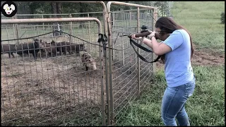 How Do Hunters And American Farmers Deal With Millions Of Wild Boars In Texas | Farming Documentary