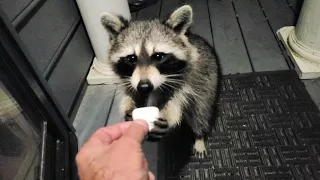 Does a Raccoon Like Marshmallows?