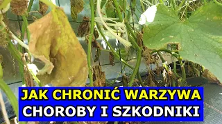 Chroń Cukinie, Ogórki, Arbuzy, Pomidory, Paprykę przed Chorobami i Szkodnikami. Czym pryskać i Kiedy