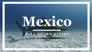 BULL SHARK DIVING | ERICH RITTER & SHARK SCHOOL | PRO DIVE INTERNATIONAL | MEXICO