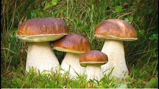 Білі гриби 2021 року в лісі вже почали рости
