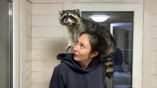 RACCOON GORUSHKA REACTS TO THE FIRST OWNER / Massage for raccoon