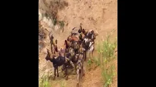 africa wild dogs😨 ... Animal World