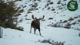 Bull Moose Gets A Girlfriend | MooseMan Video Photography Calendar