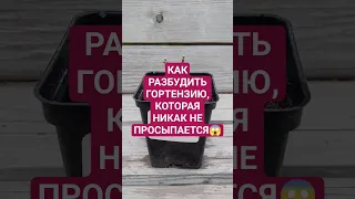 Как разбудить гортензию, которая никак не просыпается. Способ подходит для любых растений