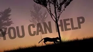 Help Save the Florida Panther