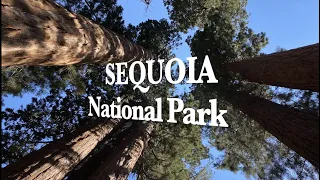 Sequoia National Park. California. Секвойя парк. Калифорния