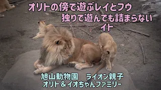 旭山動物園　オリトの傍で遊ぶレイとフウ　独りで遊んでいても詰まらないイト　レイの連続パンチ　ライオン親子　オリト＆イオちゃんファミリー　Lion family　Orito & Io family