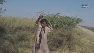 SnakeHead Fish Catch & Cut, Haleji Lake, Sindh, Pakistan