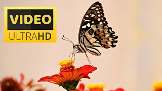 The Most Beautiful Butterflies in Flowers | ULTRA HD VIDEO