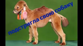 стрижка собаки своими руками/стрижка собаки в домашних условиях.