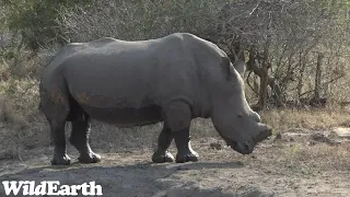 WildEarth - Sunset Safari - 22 September 2023