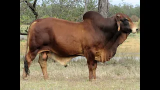 Karmoo Brahmans 2023 Bull Sale - Lot 23(PS)