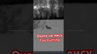 Ночная охота на лису. Fox hunting