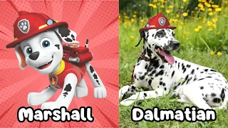 PAW Patrol Dogs In Real Life | Learn All Dog Characters Breeds and Personalities for Kids