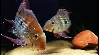 The Complete Life Cycle of Cichlid Fish - Amazing Geophagus Cichlids Breeding, Cichlids Breeding
